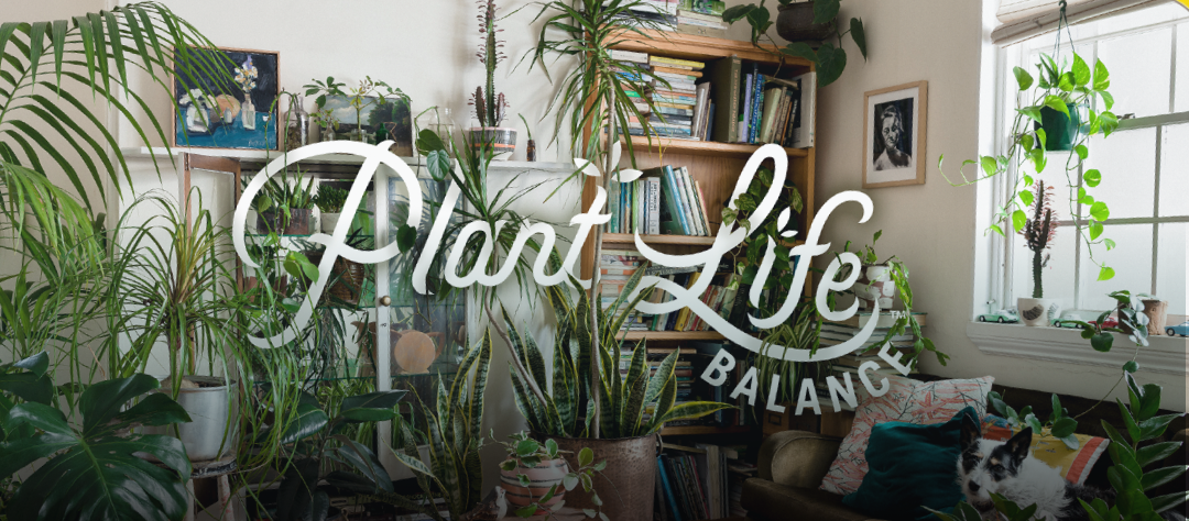 Room full of green plants with Plant Life Balance logo in the middle