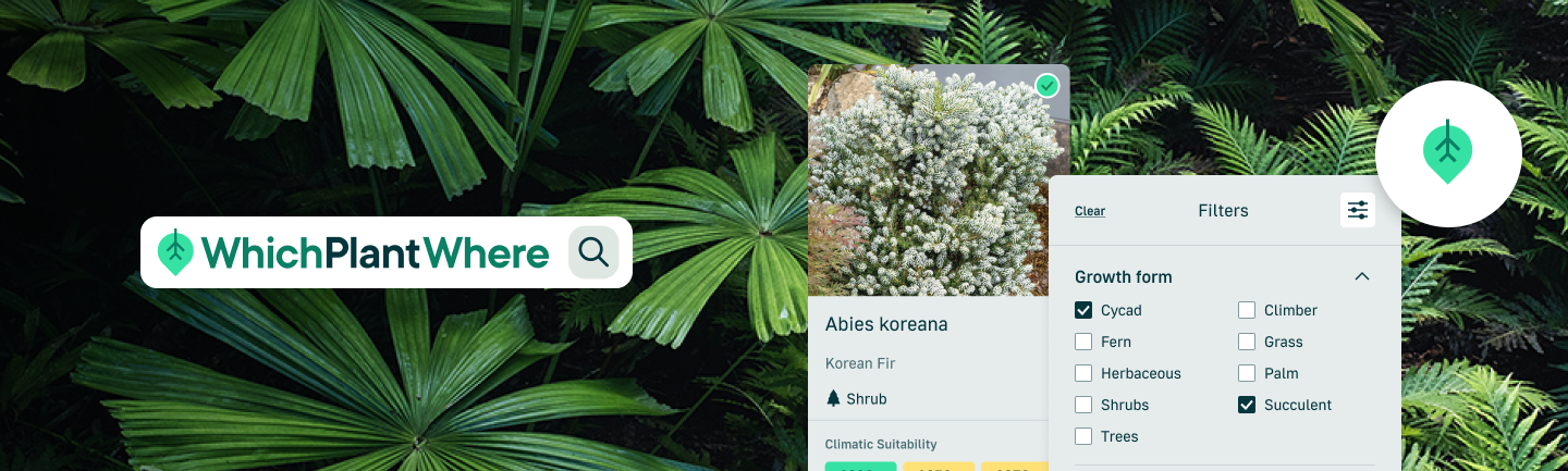 Profile of Abies koreana plant with green plants behind it