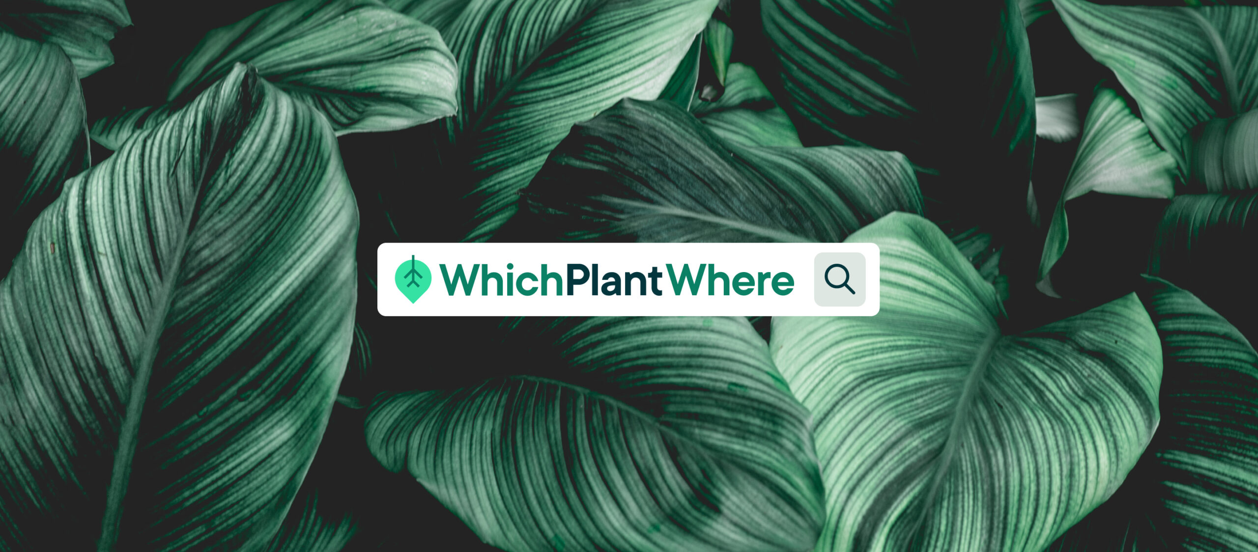 Which Plant Where logo in search bar with green plants as background